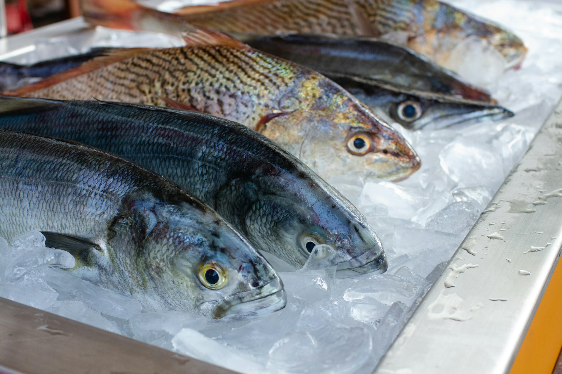 fresh fish on water ice